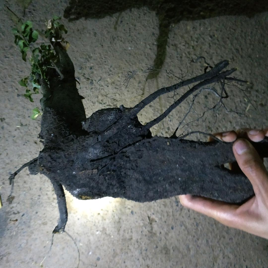 綦江灌木金弹子