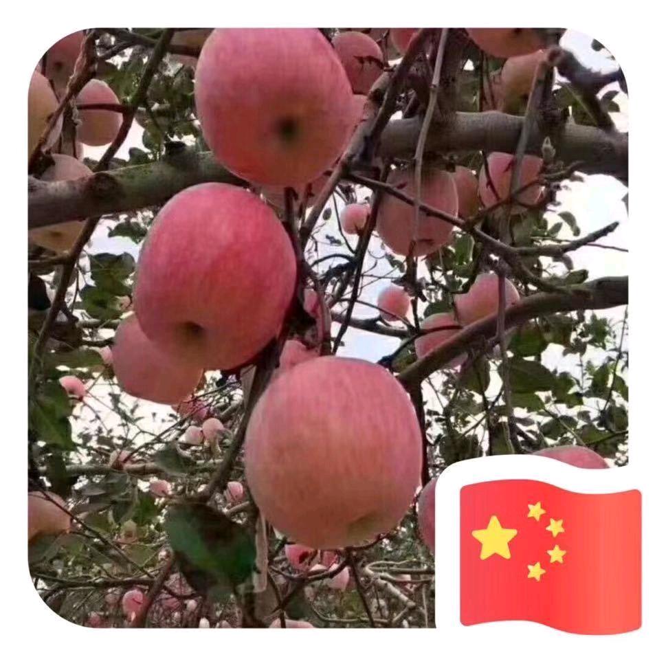 陈萌左右