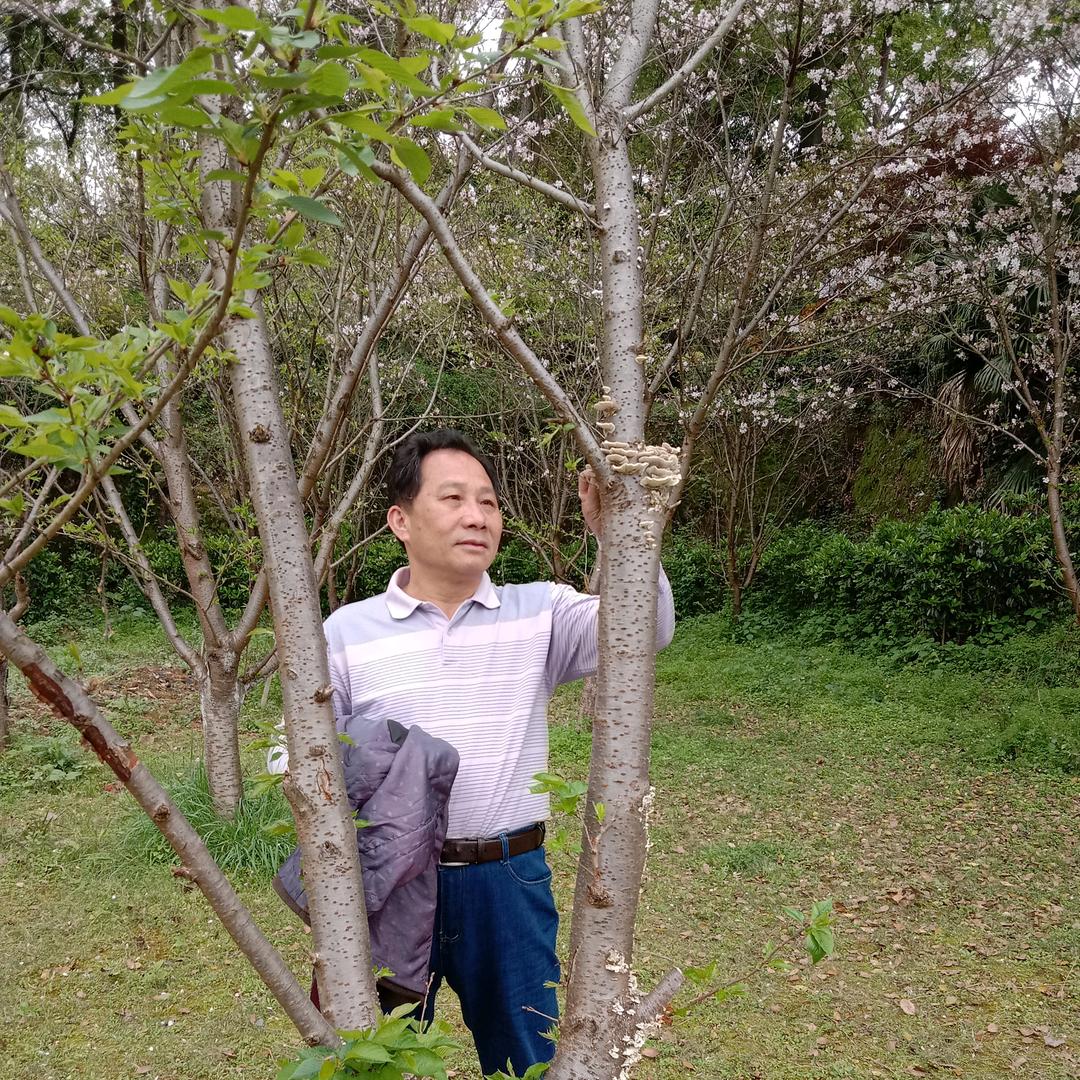 卿镇凤