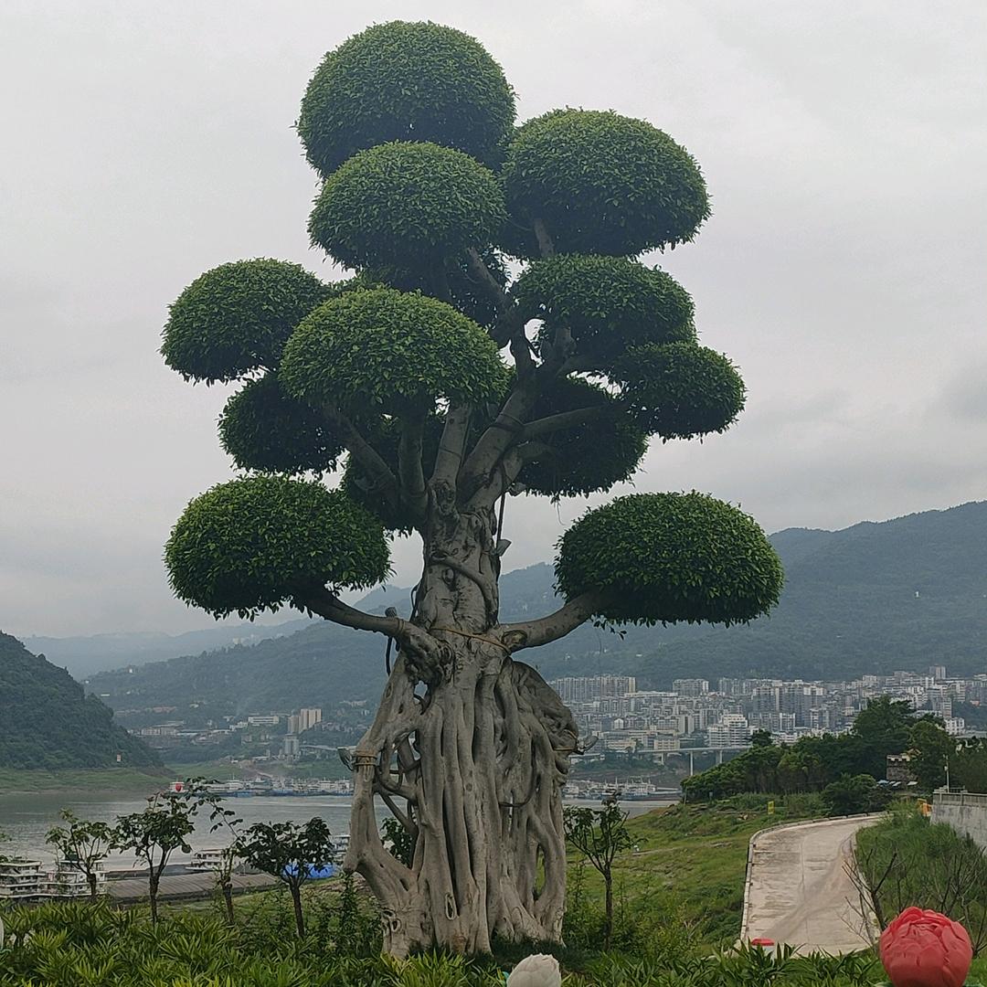 谭老二