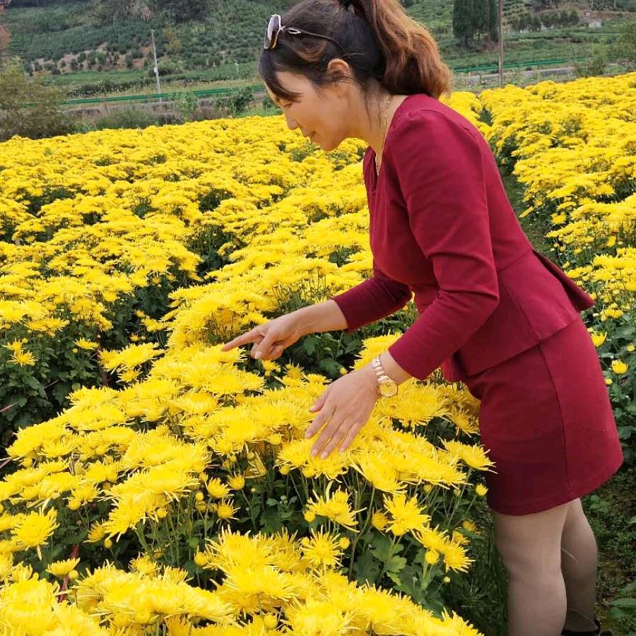 丽娟（花茶）