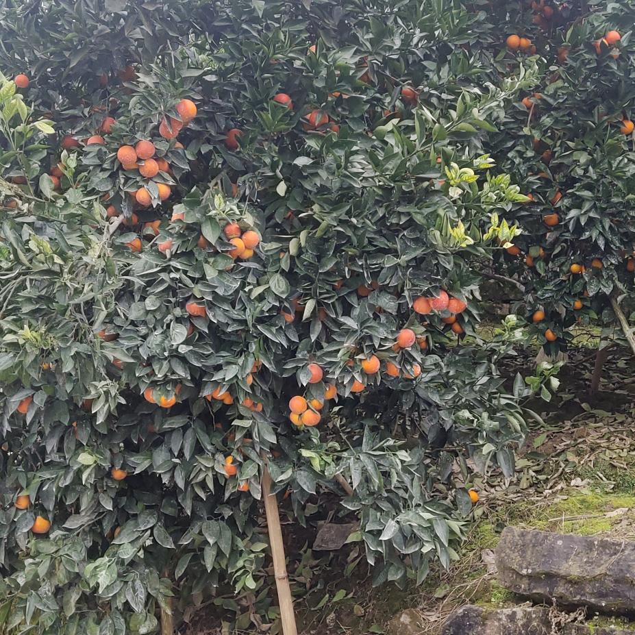 上帝的使者