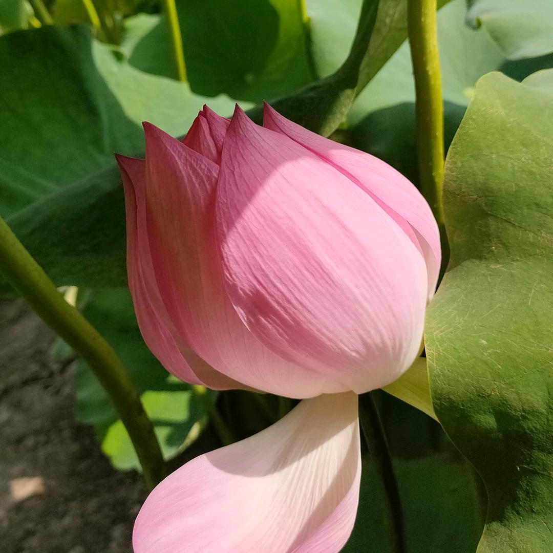 夏