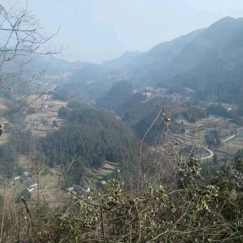 五六