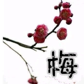 梅🌹