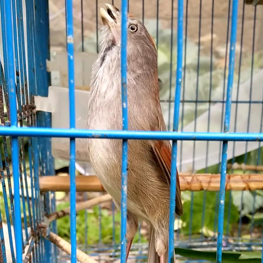 傲飞鸟食
