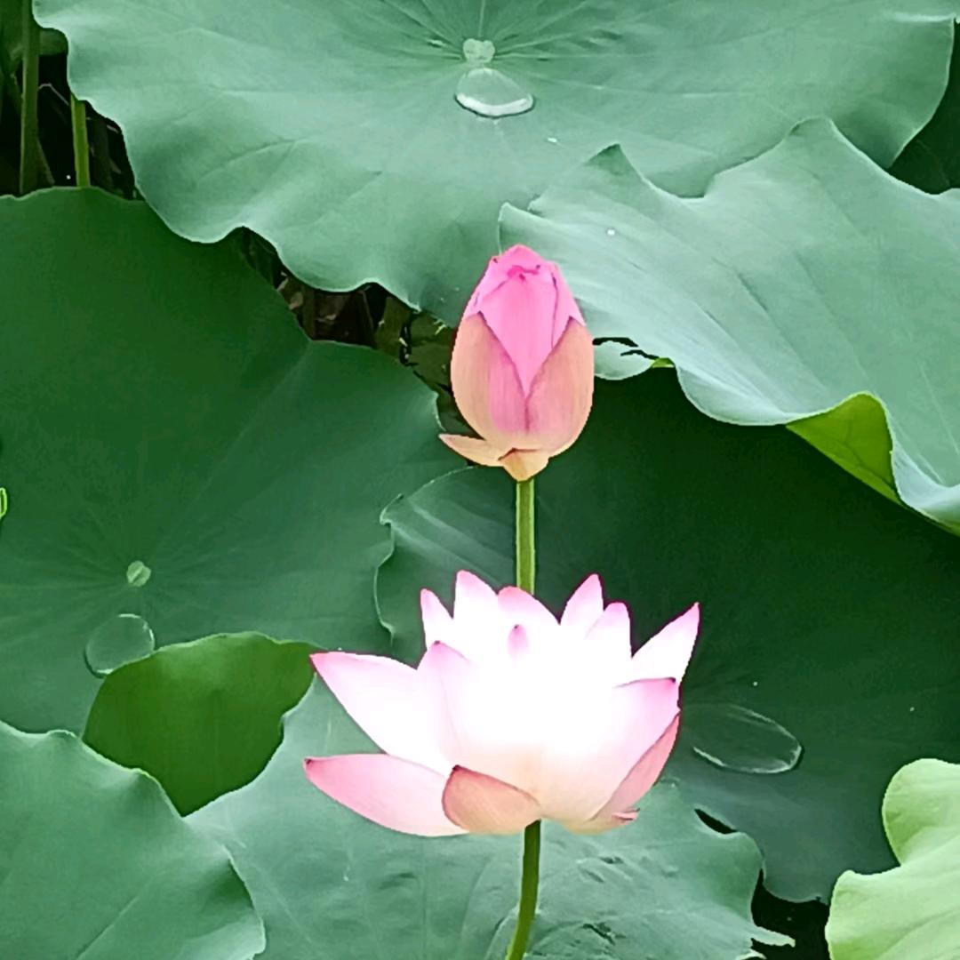 划过梦境の流星