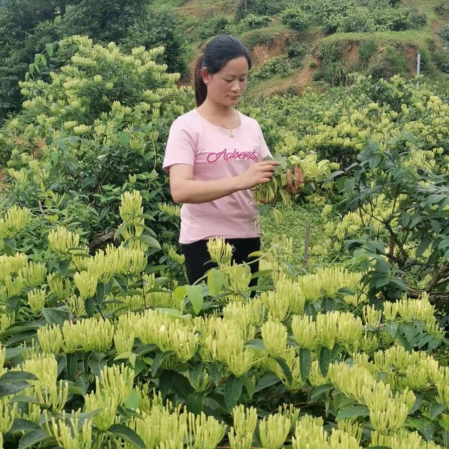 麻塘山丽玲民宿