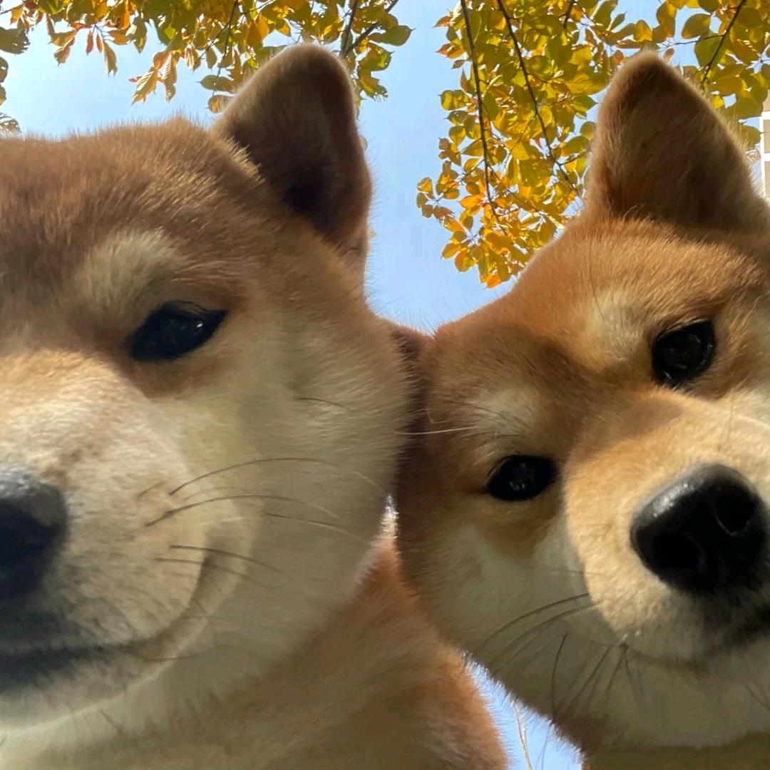 开开心心不动脑筋
