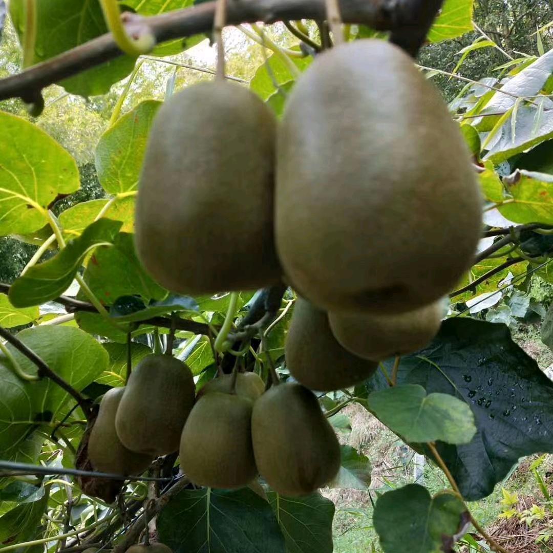 云梅爱城