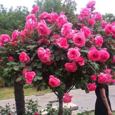 万花谷苗木场
