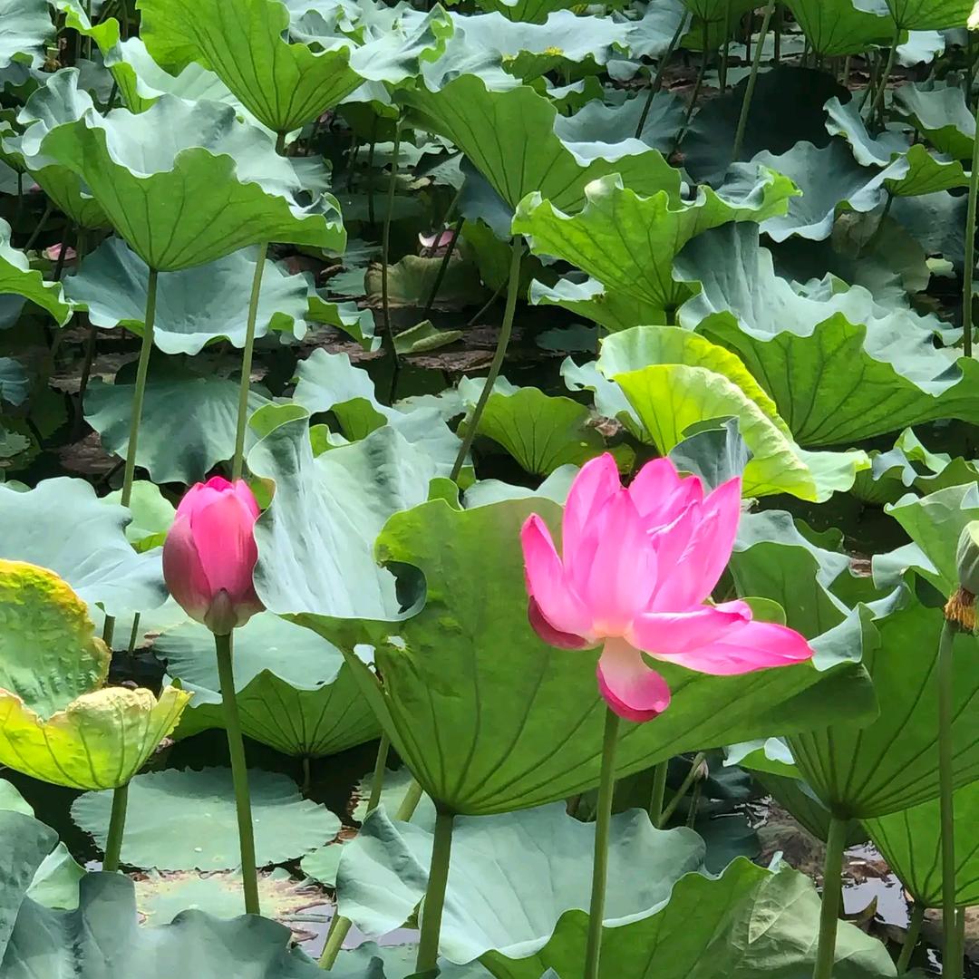 龙虾
