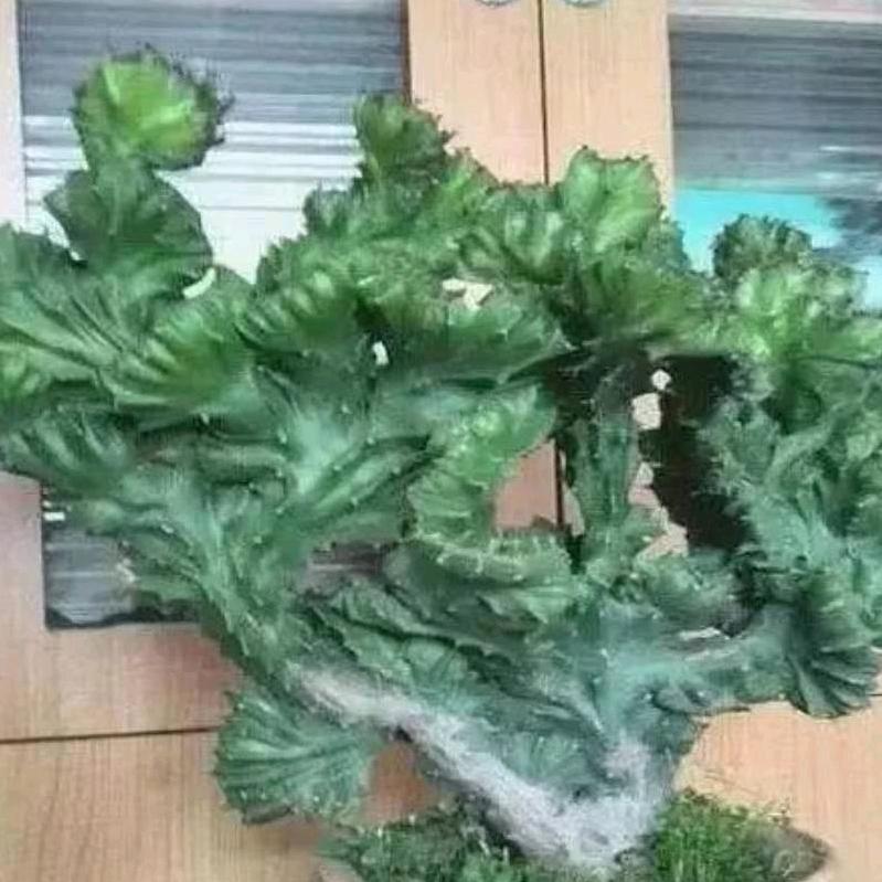 王翠连