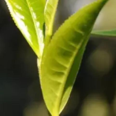 茶业姐