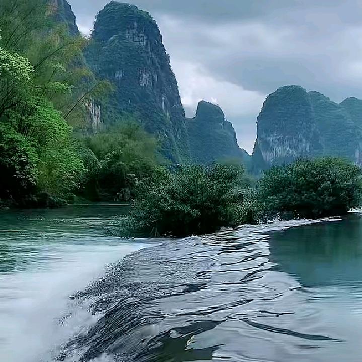 无忧草