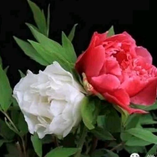 菲菲