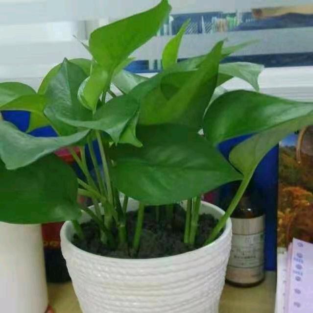 荧姑娘
