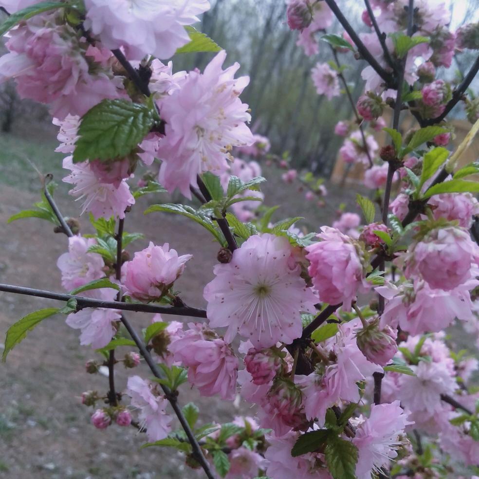 前程似锦