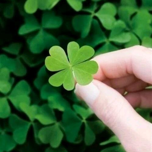 幸运草🍀