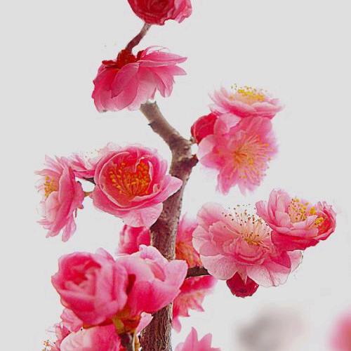 迷茫