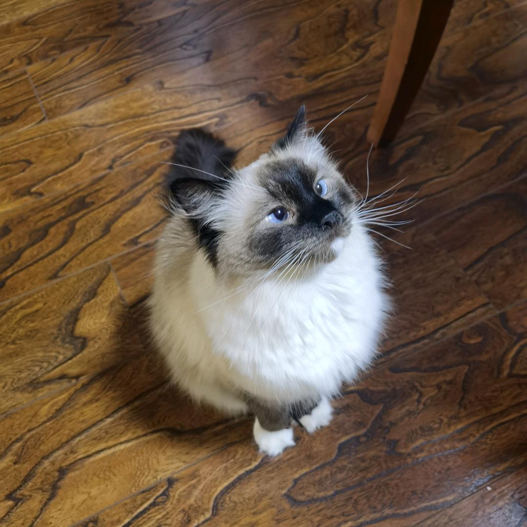 青灯笑语尽浮生