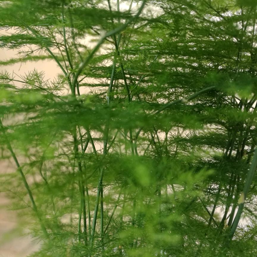步雲