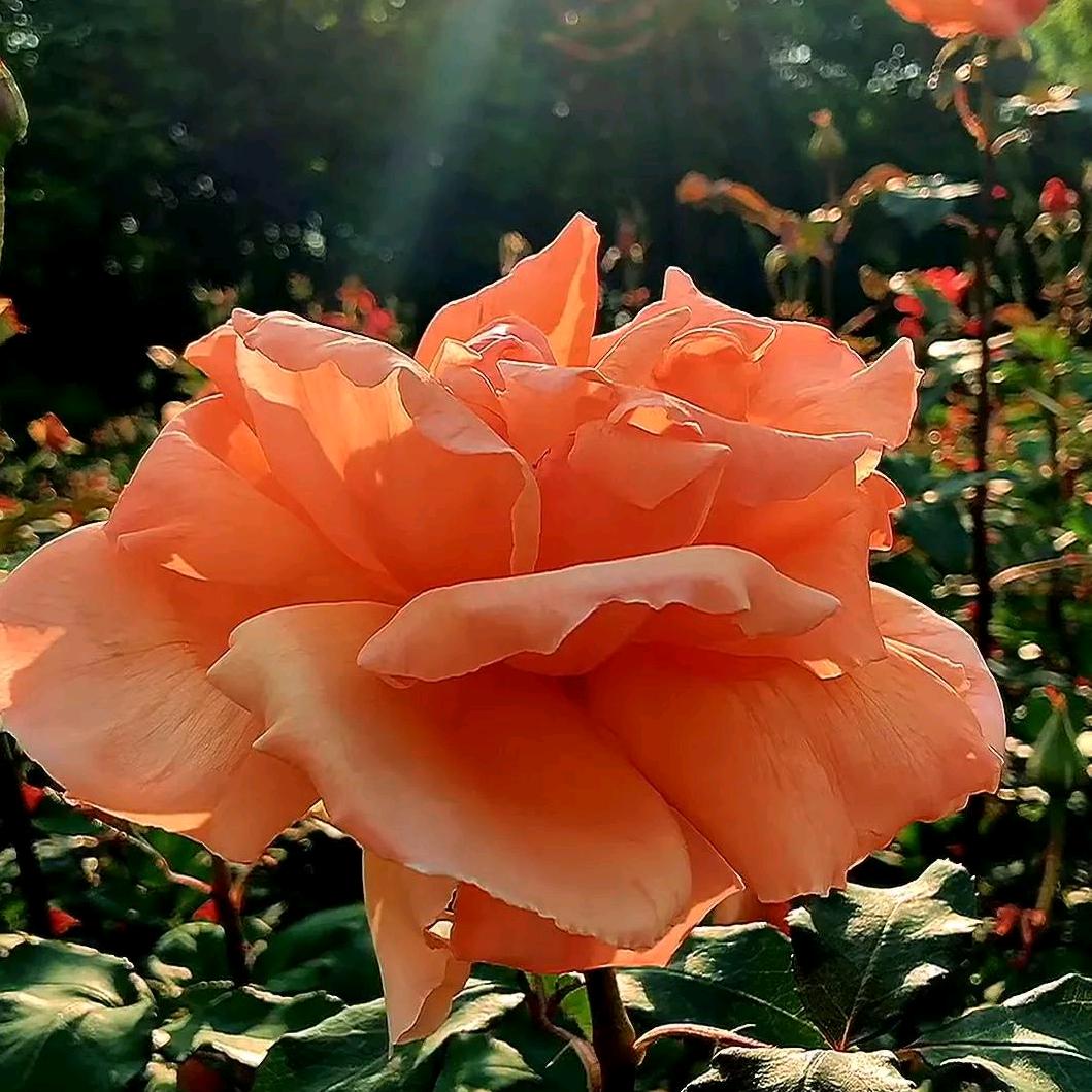 🌸🌸半夏微凉🌸🌸
