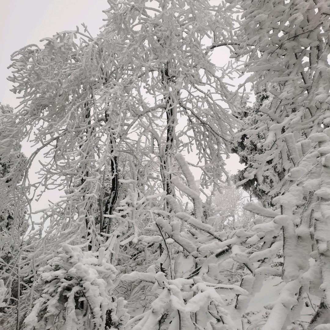 单身七姐，🍎🌹