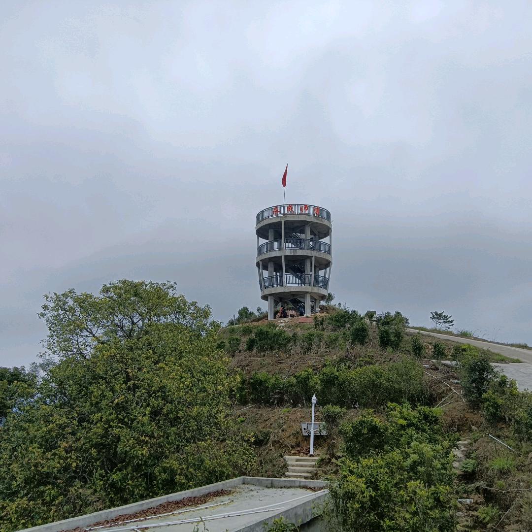大树的树