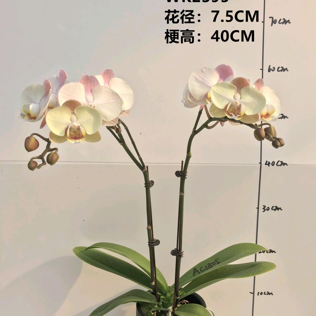 厦门和鸣-杨斌