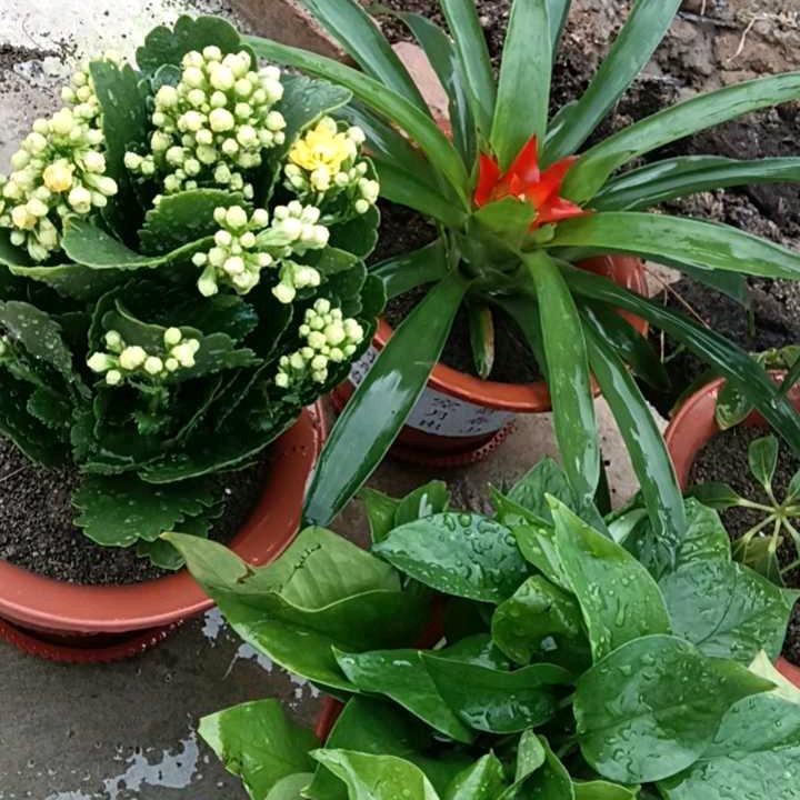 人生若只如初见