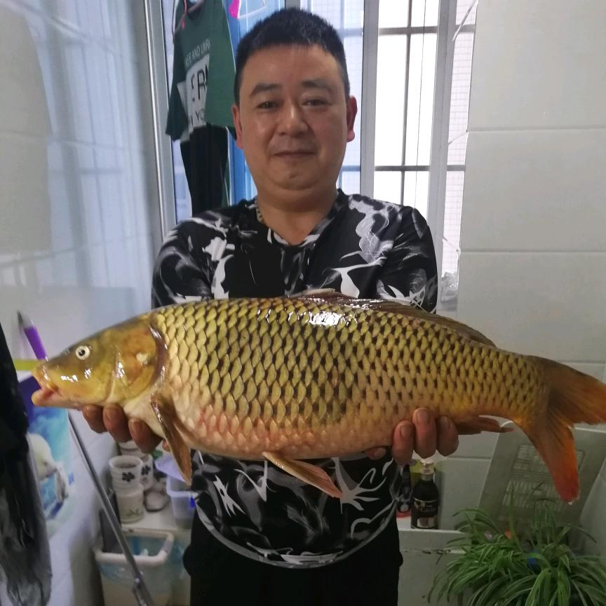 华哥《搞定鲤》