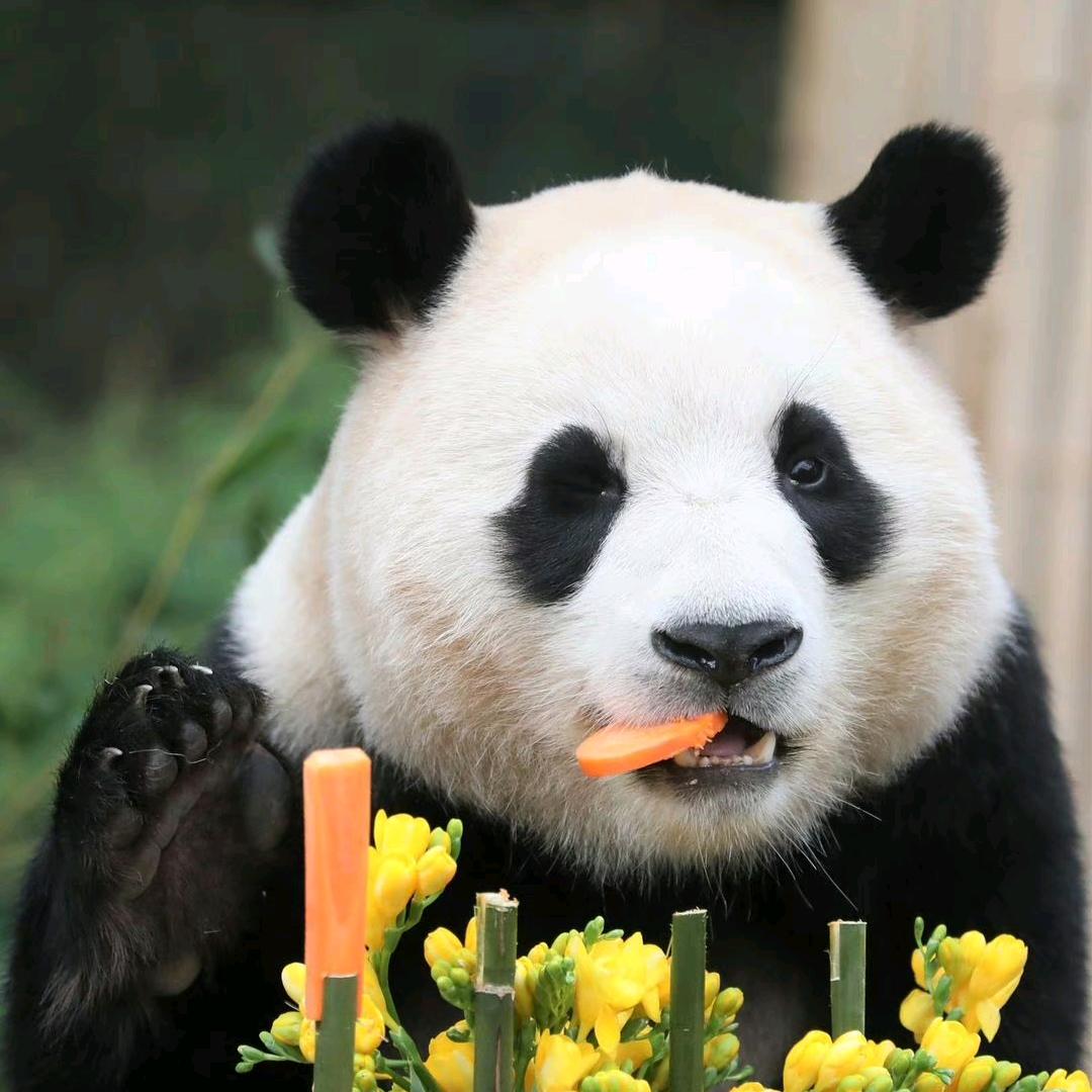 呼呼置顶_嘤嘤超可爱的