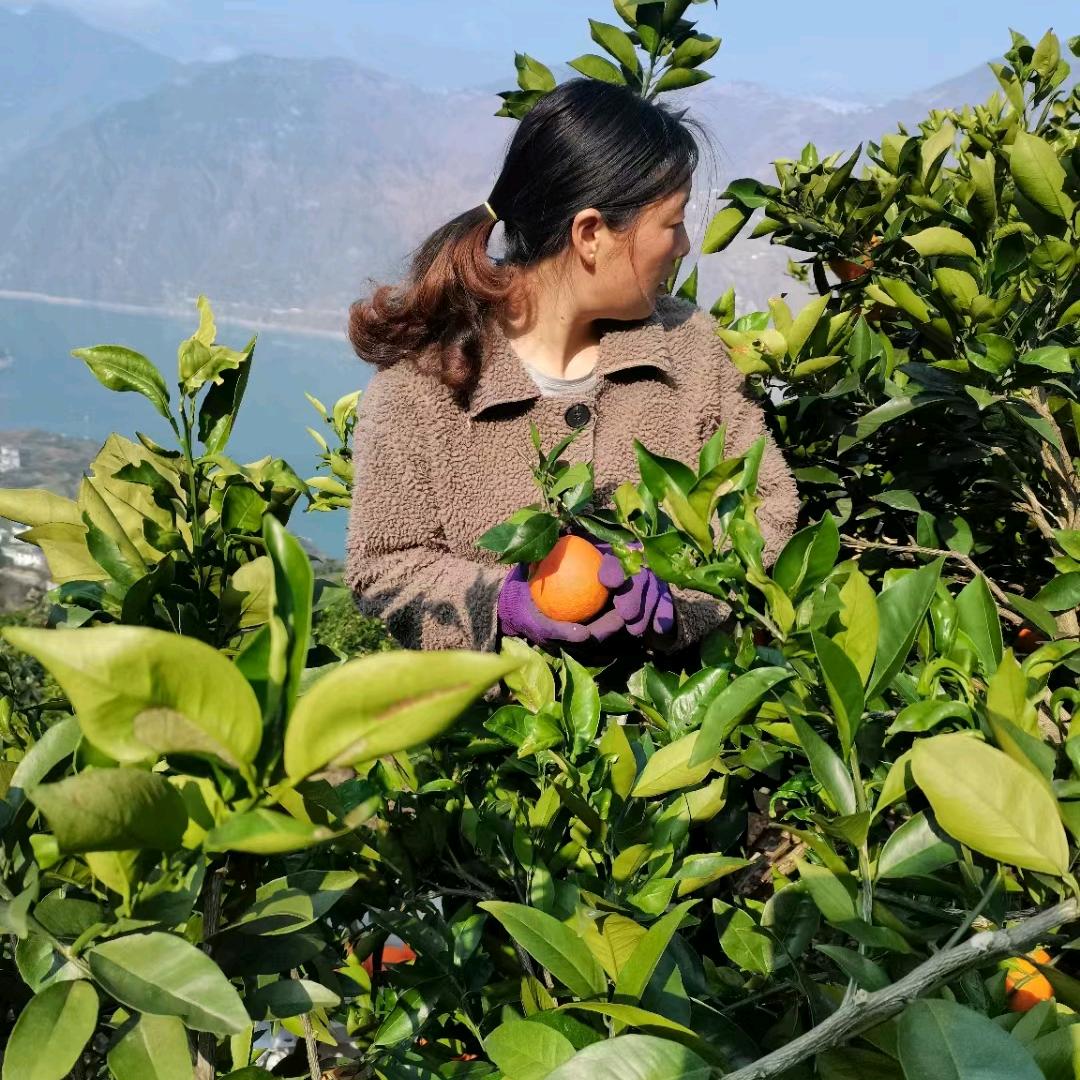 云南昭通永善务基脐橙黄华桔白桔