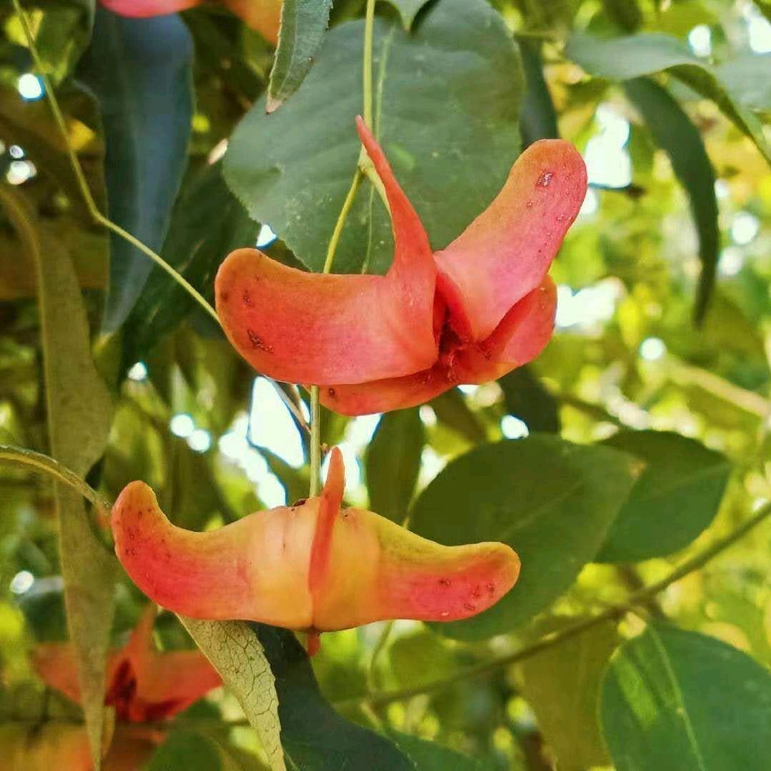 金丝吊蝴蝶大型种植基地
