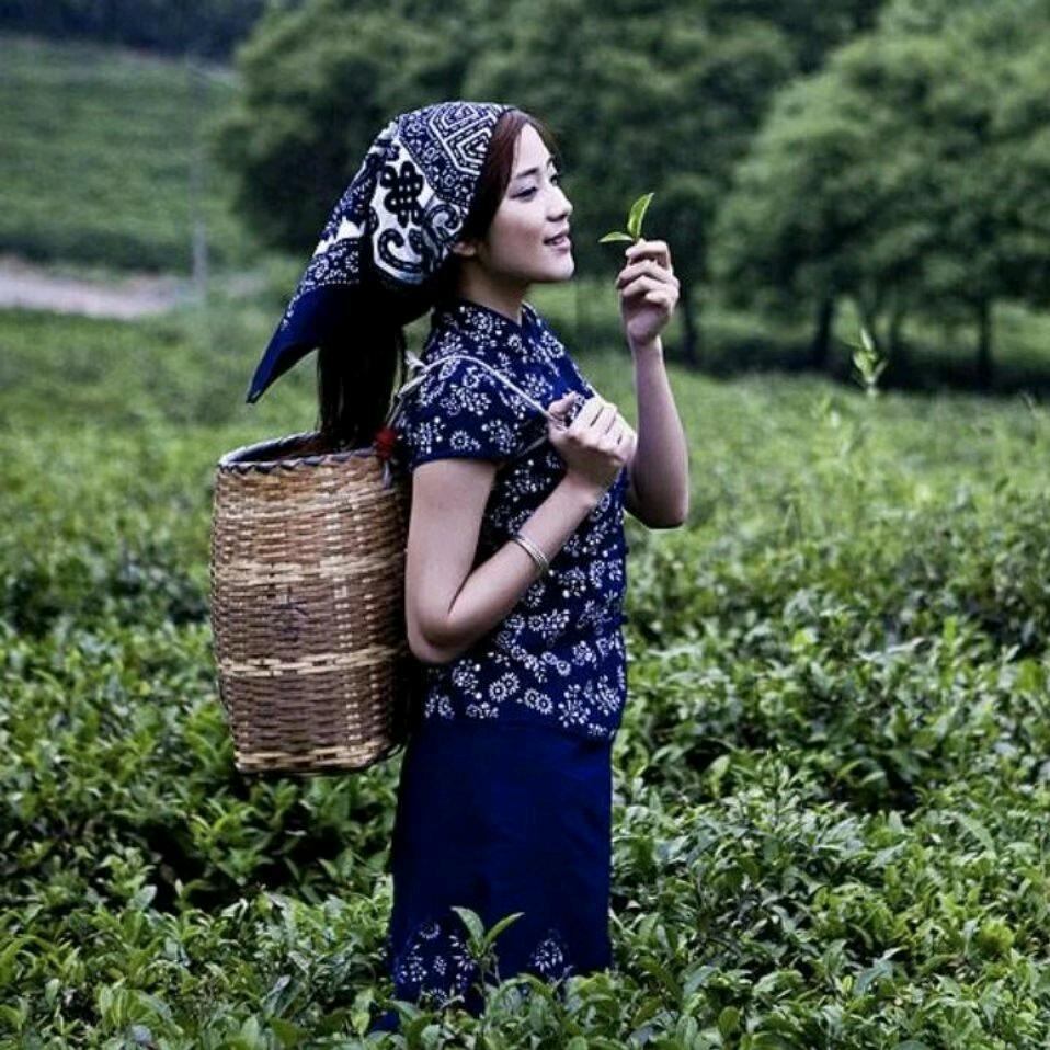 《白泥塘茶区欢迎您（蒋）》