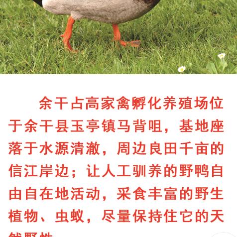 王氏鸭鹅业