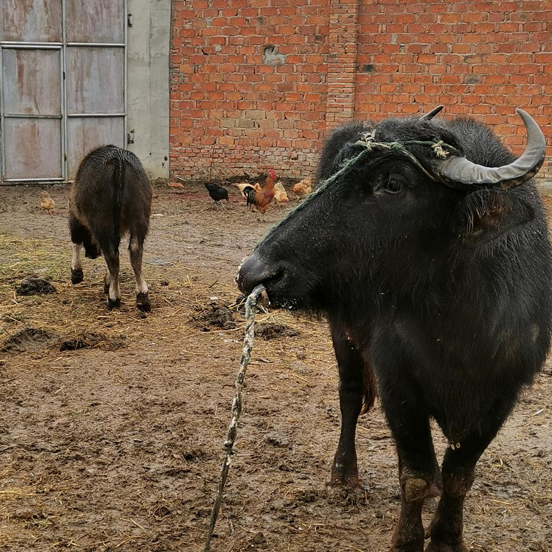 🐮转乾坤（应城本地鲜牛羊肉.光明店）