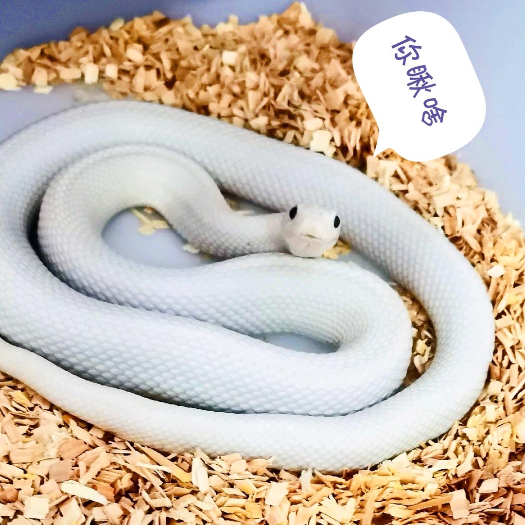 斯斯斯内克XU（宠物蛇）