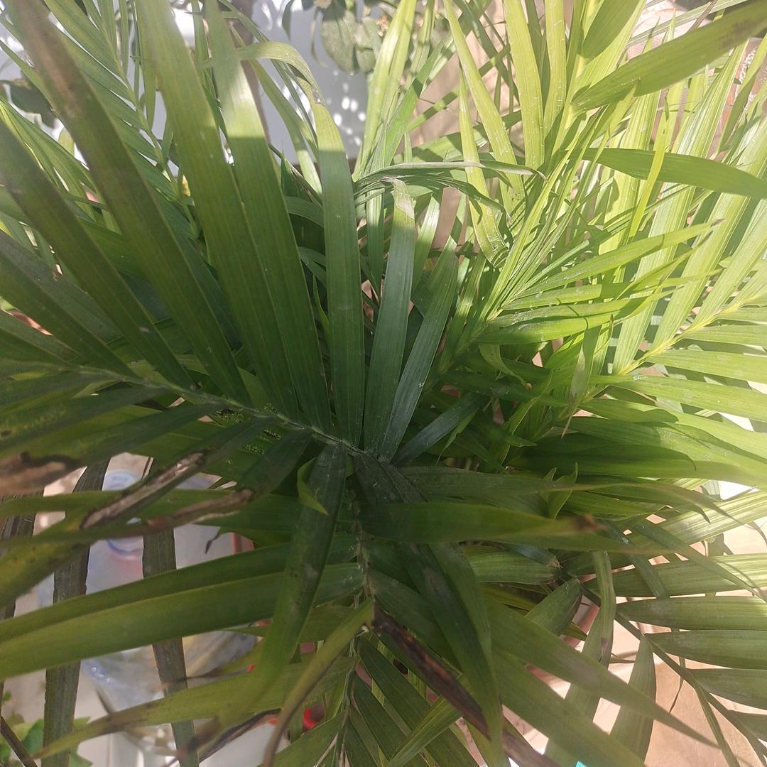 平平淡淡