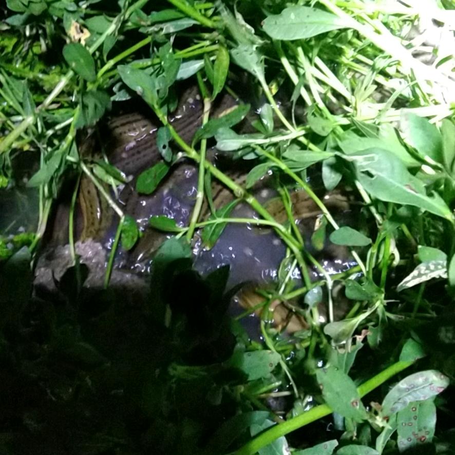 想破产搞水产