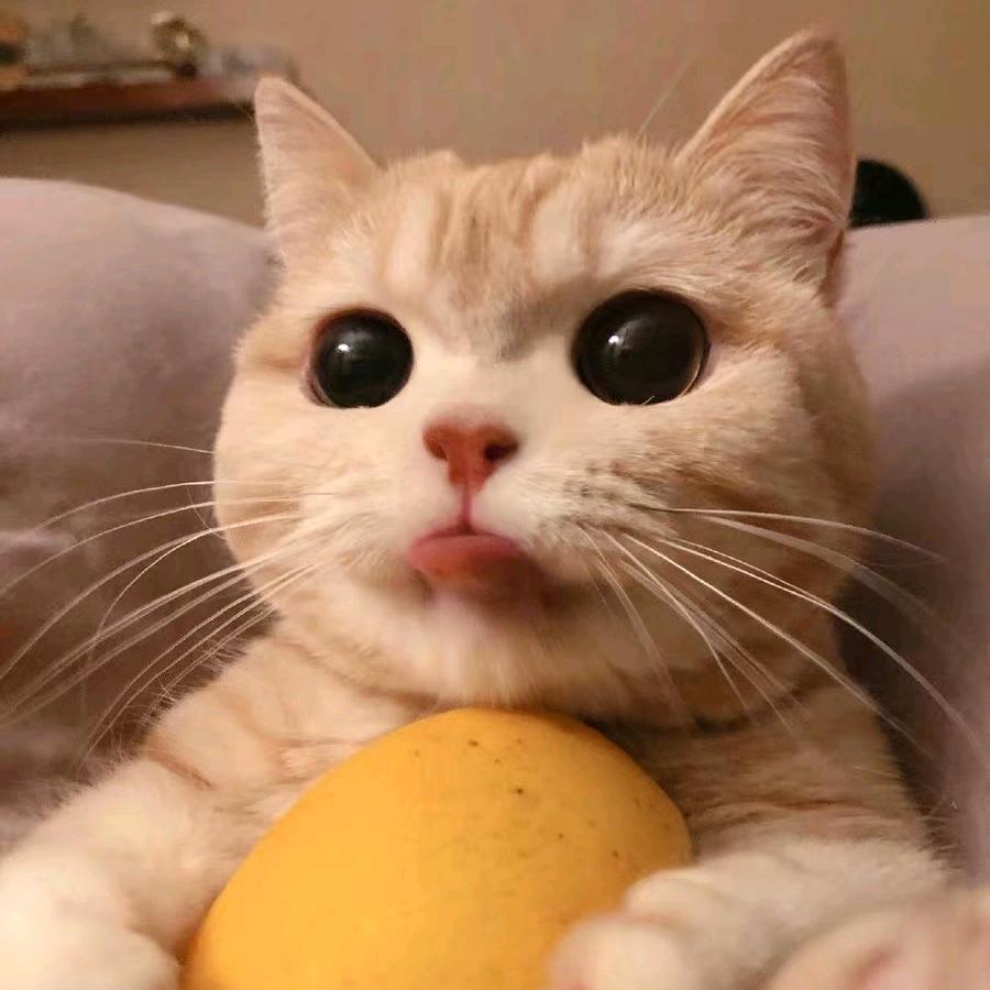 萌小仙儿头像