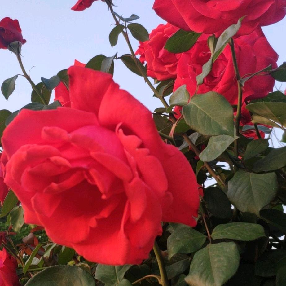 好运连连. ，谢绝连赞。