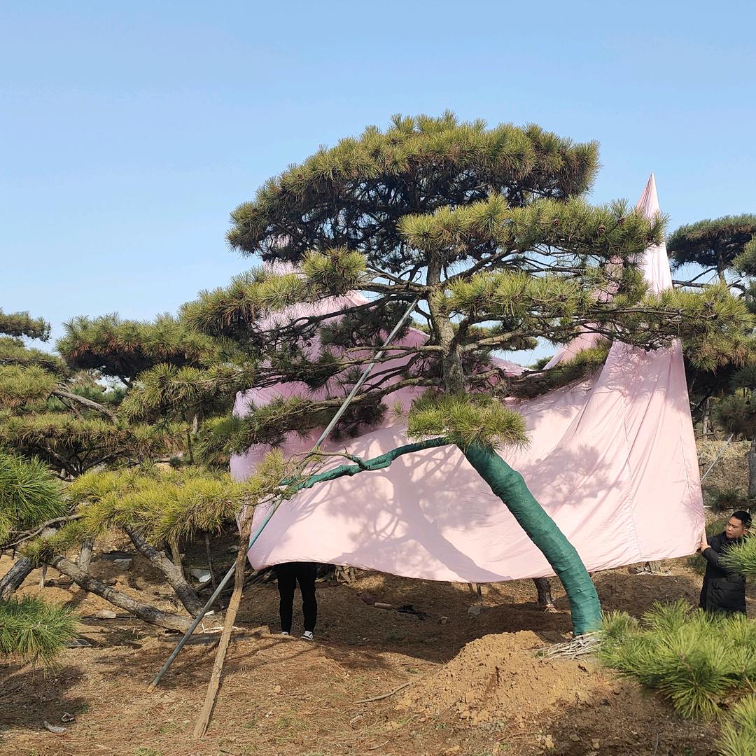 祥地园林造型松