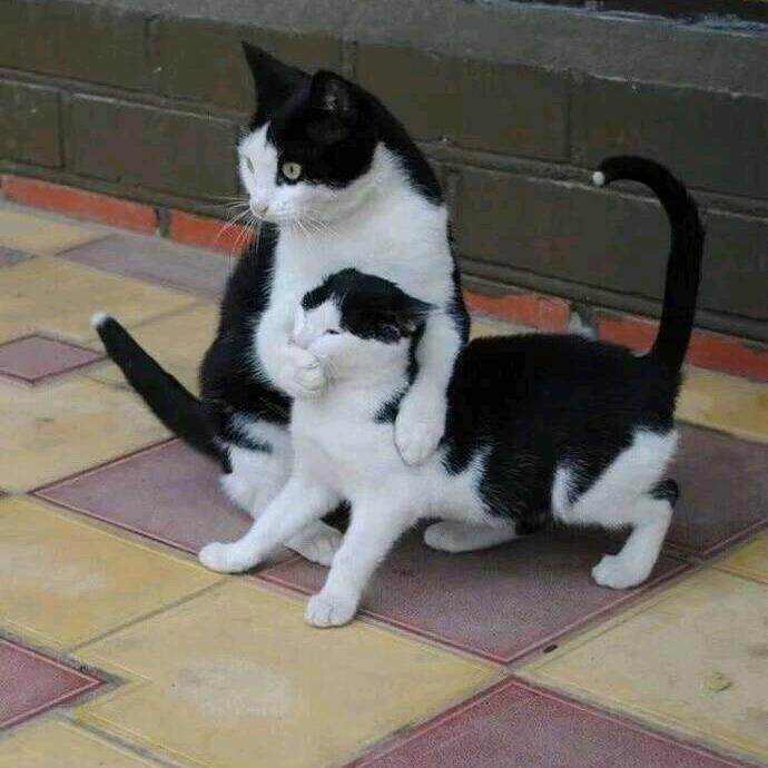 （行云流水）