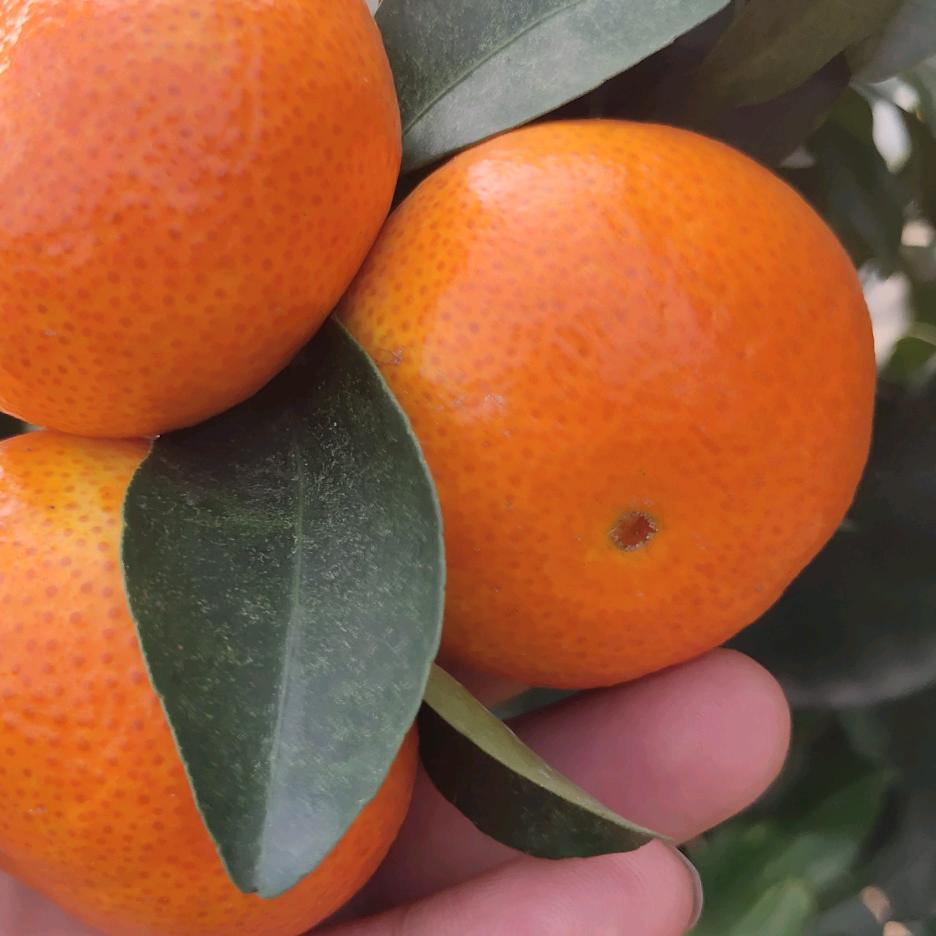 石门县小陈柑橘专业合作社