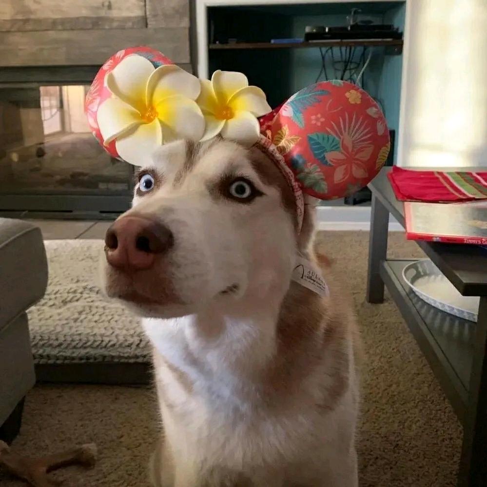 梁山伯与猪硬来