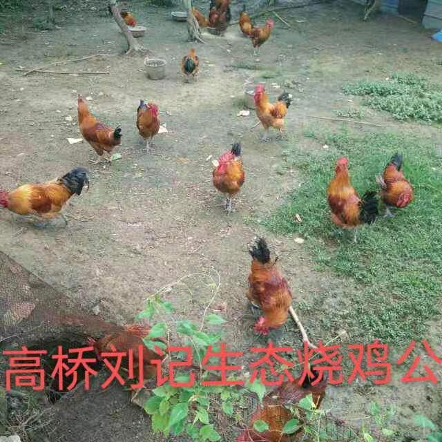 高桥生态烧鸡公