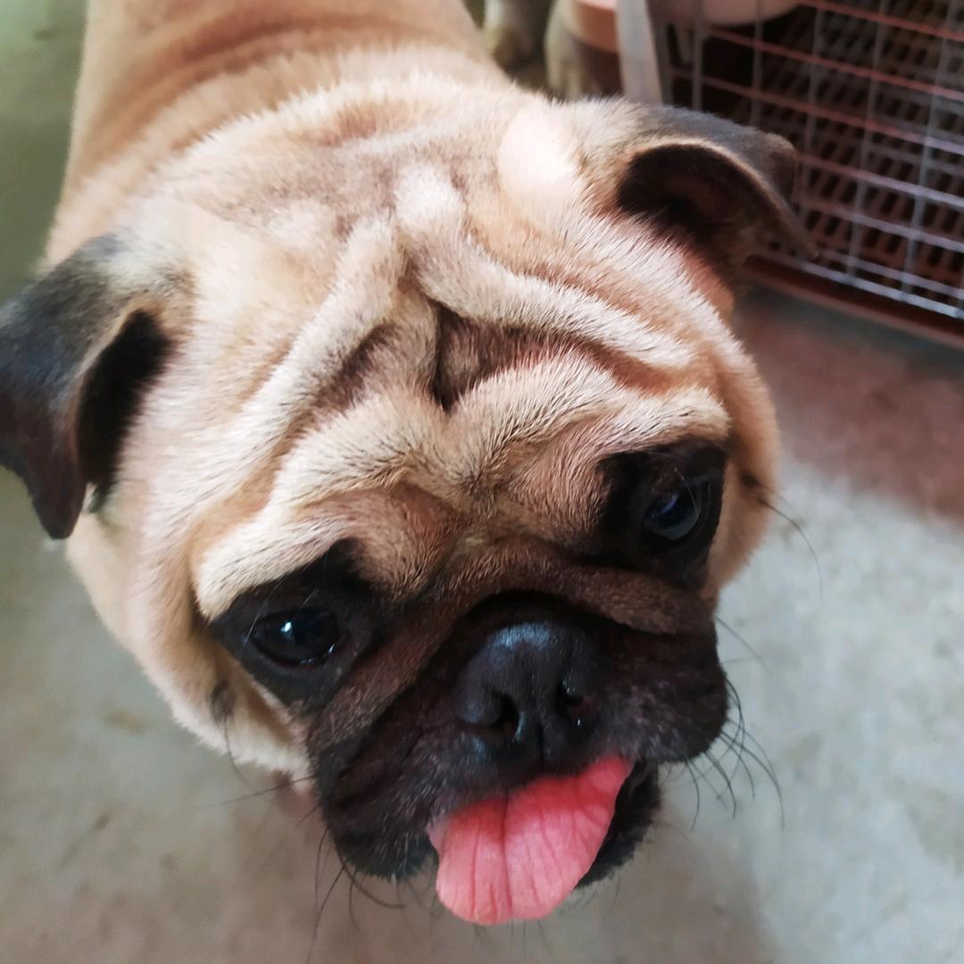 牛牪犇