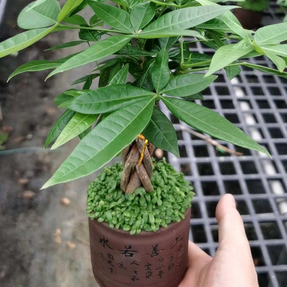 兆丰园艺发财树迷尔五编小森林小盆栽奇趣